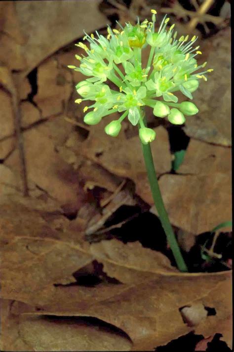 Kentucky Native Plant And Wildlife Plant Of The Week Wild Leeks Or