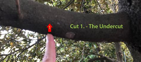 Penetrating injuries can introduce pathogenic microorganisms into the wound. How Trees Recover from Wounds and Pruning