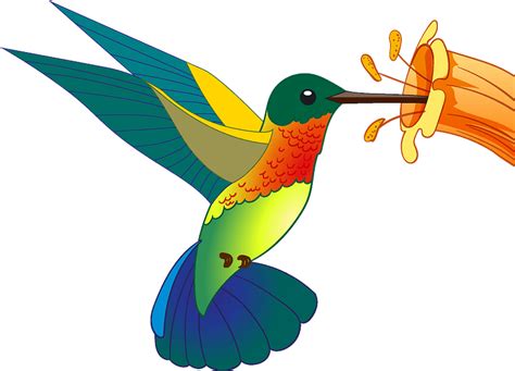 Drawn Hummingbird Clipart Transparent Clipart Hummingbird Png Images