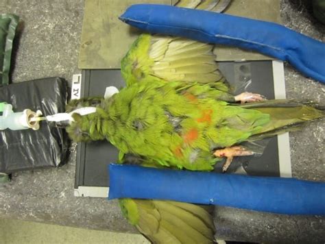 How To Take And Interpret Avian Radiographs Veterinary Practice