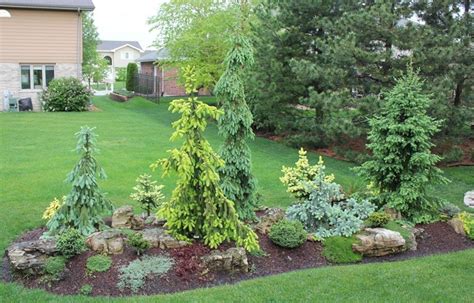 Front Yard Garden With Dwarf Pine Trees 18 Decoredo Evergreen