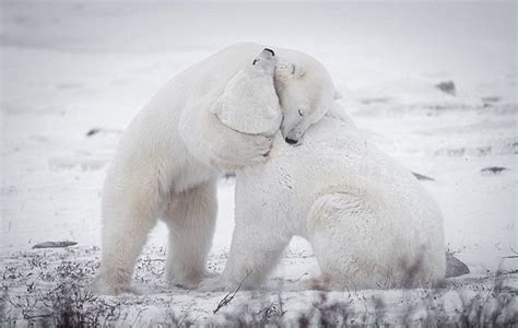 Photographer Captures Sweet Moment Of Two Polar Bears Cuddling Funfeed