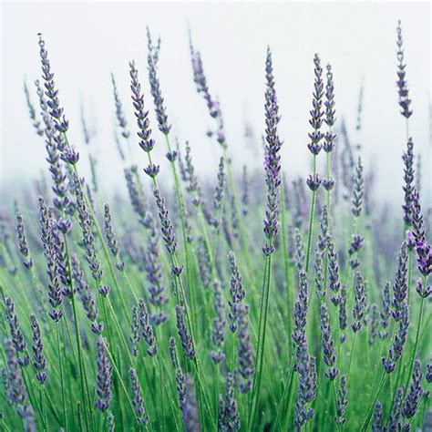 Graves Offers Gardeners Lovely Wonderfully Fragrant Lavender Blue