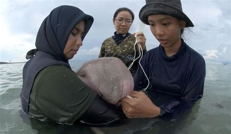 Thai Vets Nurture Lost Baby Dugong With Milk And Sea Grass Washington