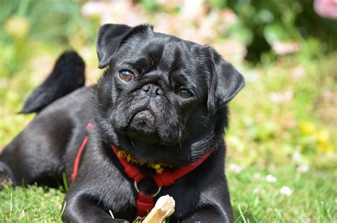 Adorable Black Pug In A Field About Pug