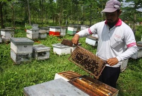 Antara faktor2 sesuatu madu asli itu berbeza warnanya adalah disebabkan oleh jenis saripati bunga yang diambil oleh lebah. Madu Lebah Tualang VS Madu Lebah Ternak - Niaga Berkah ...
