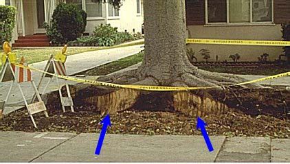 Check spelling or type a new query. Improve health - Maintenance - Landscape plants - Edward F ...