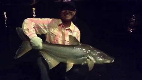 Видео hulu langat fishing resort, malaysia канала the milkfish lady. Mekong Catfish, Hulu Langat Fishing Resort - YouTube