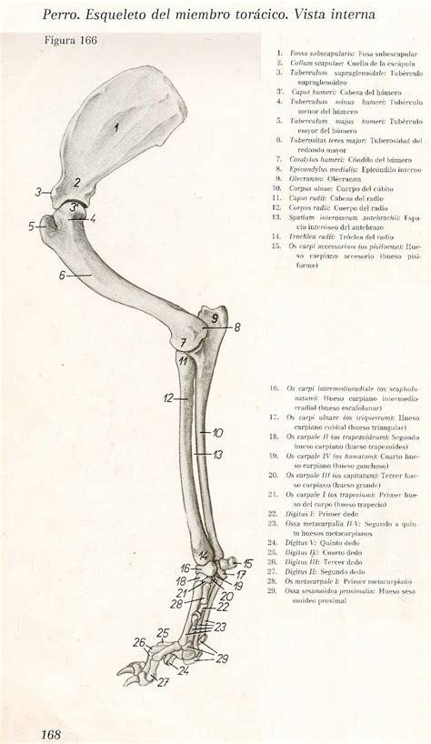 Anatomia Veterinaria Imágenes Popesko Del Miembro Torácico Caninos
