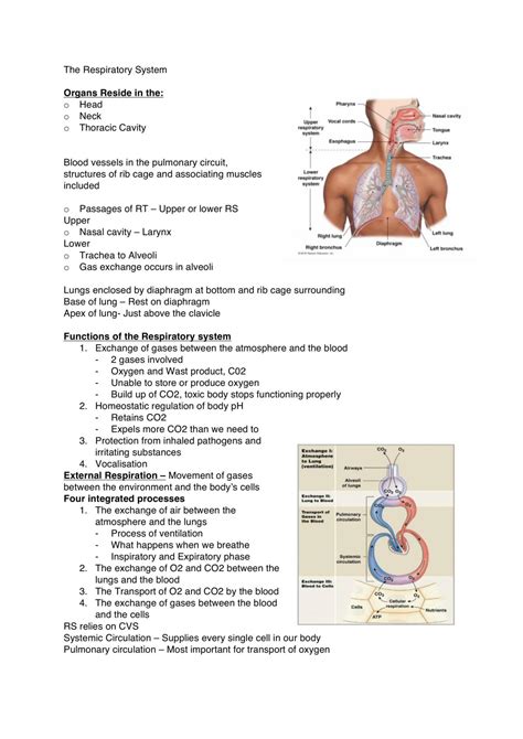 Respiratory System Weeks 1 3 Study Notes Hbs2ptb Human Physiology