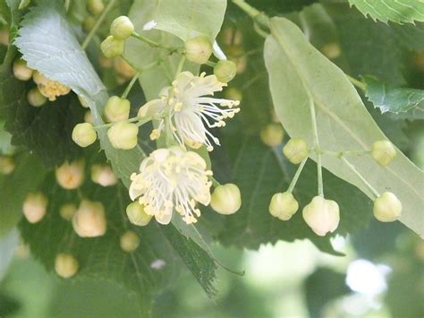 The Wonderful Fragrance Of The Linden Tree Tree Meanings Bees Plants
