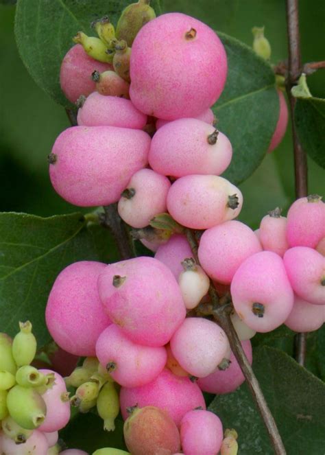 Symphoricarpos Doorenbosii Snowberry Amethyst Pink Fruit Berries