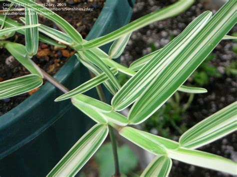 Buffalo grass can withstand drought conditions; PlantFiles Pictures: Stenotaphrum, St. Augustine Grass, Variegated Buffalo Grass 'Variegatum ...