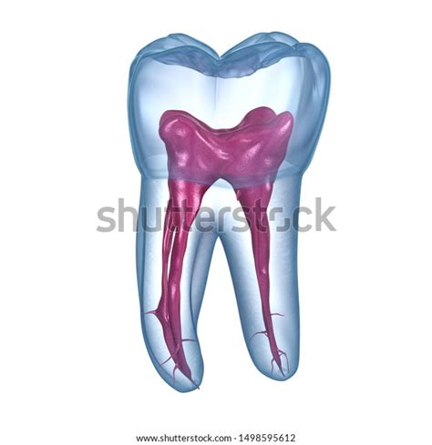 Dental Root Anatomy First Maxillary Molar Stock Illustration