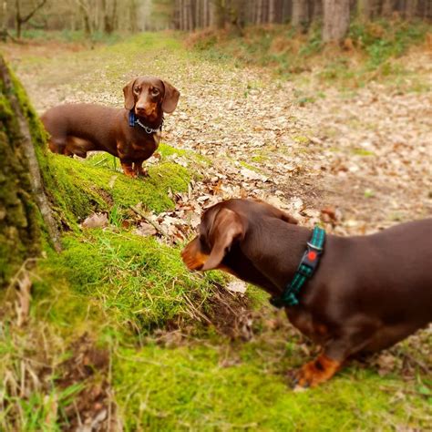 Hiking and Camping with a Dachshund | dachshund-central | Dachshund, Dachshund love, Dachshund mom
