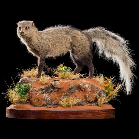 Mongoose Taxidermy South Africa Get Mongoose Trophy Quote