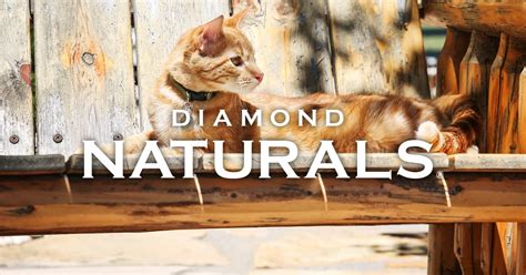 In diamond pro89, 89% of the protein comes from animal sources, so your dog's food works as hard as they do. Diamond Naturals Cat Food | Diamond Pet Foods
