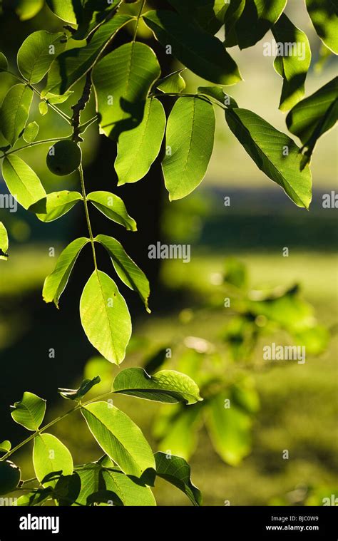 Walnut Tree Leaves High Resolution Stock Photography And Images Alamy