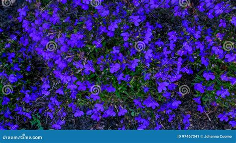 Blue Lobelia Ground Cover Flowers In Early Summer Stock Image Image