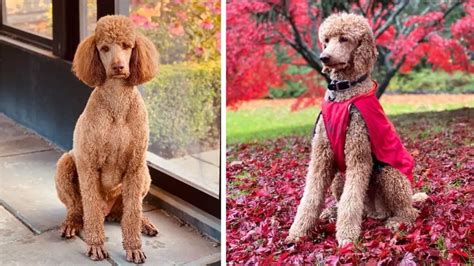 Giant Royal Standard Poodles All You Need To Know