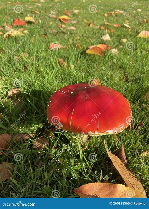Fly Agaric Poisonous Mushroom Growing on Green Grass in Bright Sunlight