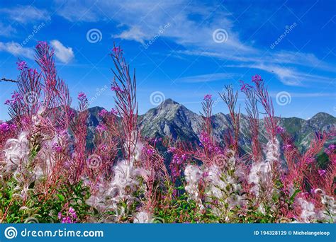 Beautiful Flowering Of Epilobium Angustifolium On The Mountains Stock