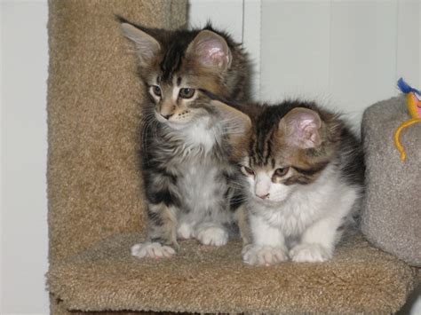 Maine coon kittens are simply adorable and lovable and everything wonderful! Maine Coon Cats For Sale | El Paso, TX #269513 | Petzlover