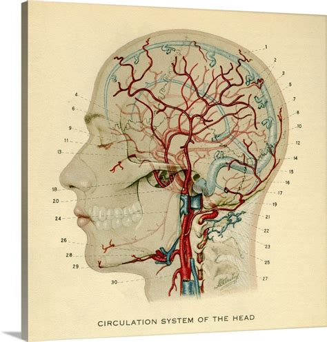 Diagram Of Head And Neck Derslatnaback