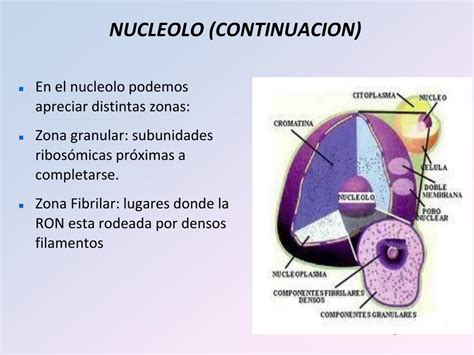 Ppt Nucleo Powerpoint Presentation Free Download Id3951729