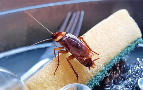 Blog Dallas Homeowners Guide To Avoiding Cockroaches