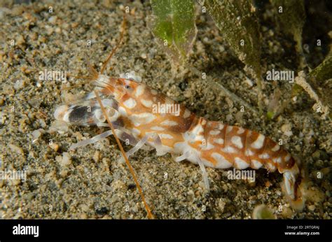 Tiger Snapping Shrimp Alpheus Bellulus On Sand Tasi Tolu Dive Site