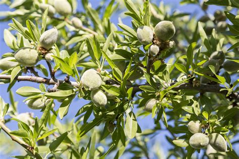 How To Grow And Care For Almond Trees