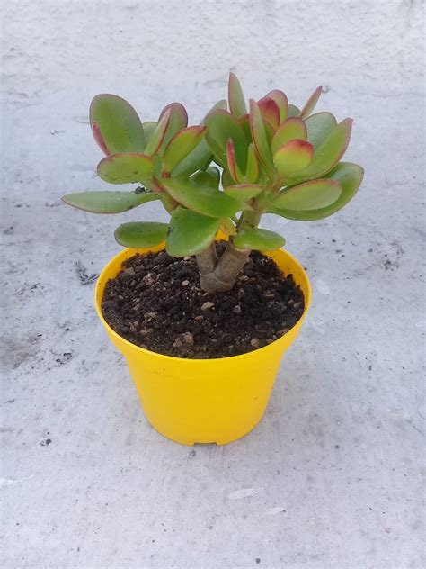 Si no te quieres complicar mucho, en los centros de jardinería venden unos la otra opción es hacerte tu propia mezcla. Cactus Tunas Suculentas Arbol De Jade, Desde $80 - $ 80,00 ...