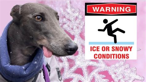 Adorable rescue GREYHOUND experiences SNOW for the FIRST TIME ⛄️ - YouTube