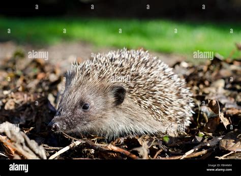 Hedgehog In Garden Stock Photo Alamy