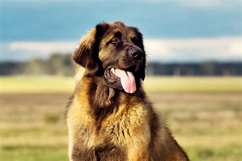 The Ultimate Info About Leonberger Puppy Dog Which