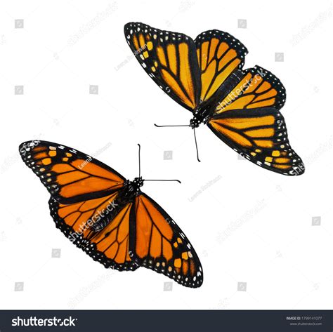 Male Female Monarch Butterflies Danaus Plexippus Stock Photo 1799141077