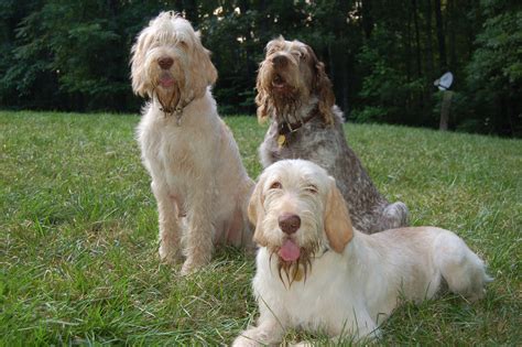 The spinone italiano is an older breed that originated in the piedmont region of italy during the how to properly select a spinone italiano puppy. Why We Love... Spinone Italiano / PetsPyjamas
