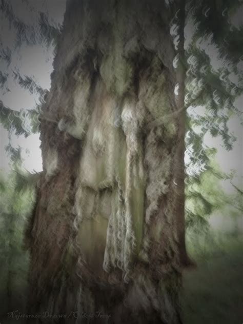 Oldest Trees Najstarsze Drzewa Z Cyklu Duchy Drzew Druid Drzewiedz