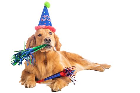 Collection Of Birthday Dog Png Pluspng