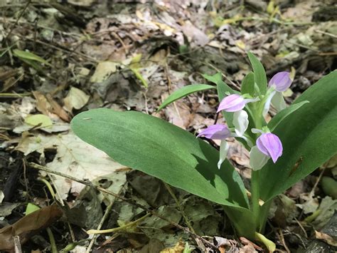 Showy Orchis Galearis Spectabilis In Illinois Rbotany