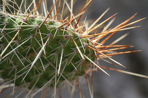 Green plant cactus with spines and dried flowers. Safety - Badlands National Park (U.S. National Park Service)