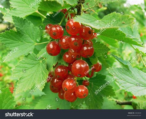 Red Currant Small Edible Red Berries Stock Photo 2303829 Shutterstock