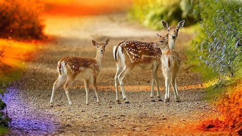 Cute Deers With Dots Hd Deer Wallpapers Hd Wallpapers Id 56726