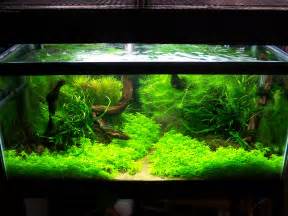  tanks planted tanks fish and shrimp for nano freshwater Success