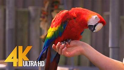 Parrots Colorful 4k Bird Sounds Birds Tropical