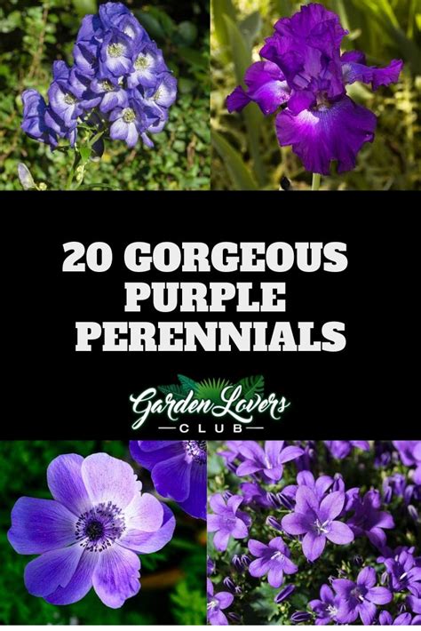 33 Gorgeous Purple Perennials Photos Garden Lovers Club Giardinaggio