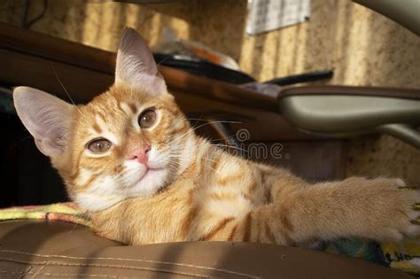 Portrait Of A Red Male Cat Looking Directly Into The Camera On The