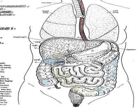 Digestive System Bottom Half Quiz