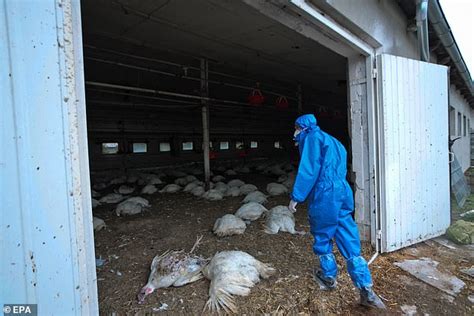 Not now bird flu! Russia reports its first ever cases H5N8 virus in